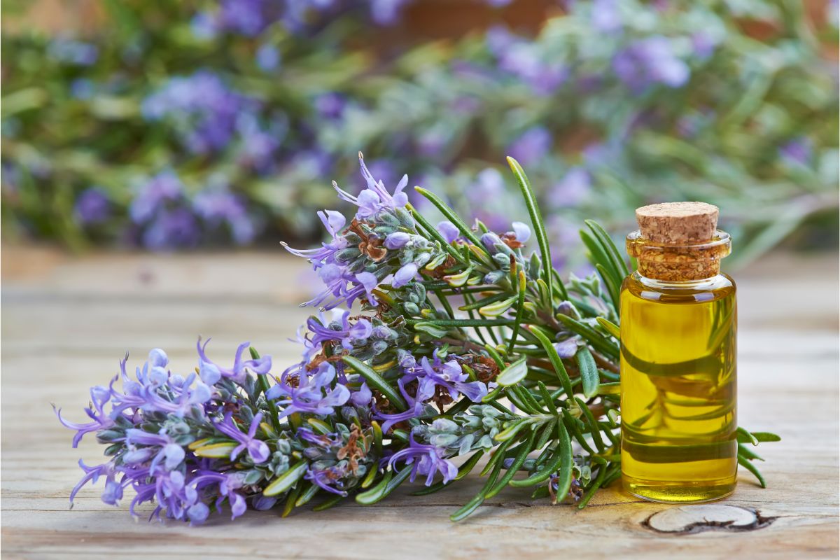 10 Incredible Patchouli Essential Oil Uses