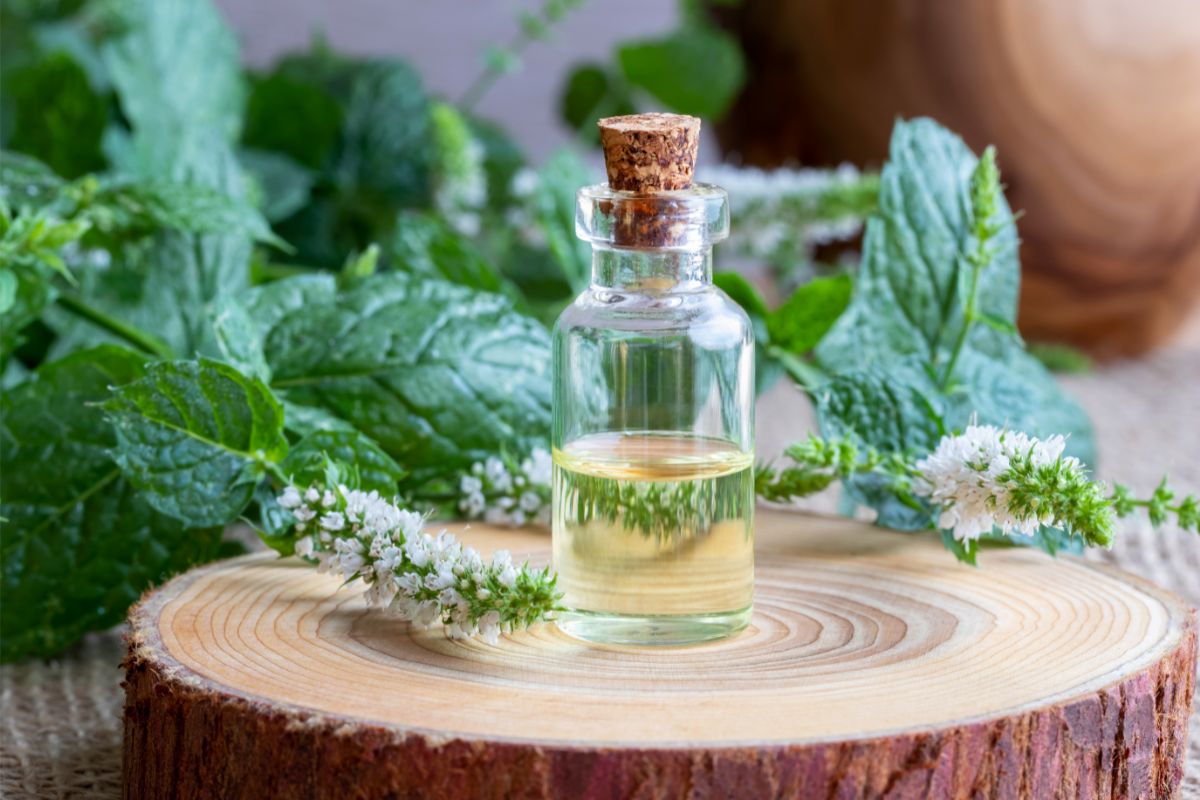 The Uses And Benefits Of Peppermint Essential Oil