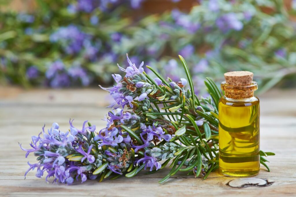 Using Rosemary Essential Oil For Hair How To Dilute It Correctly Aromatherapy United 9725