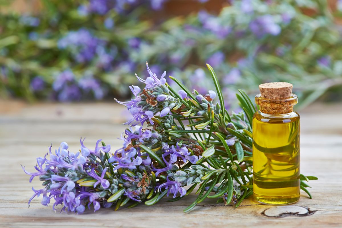 Using Rosemary Essential Oil For Hair How To Dilute It Correctly